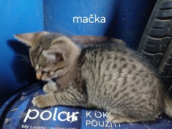 Darujem mačiatka - 2