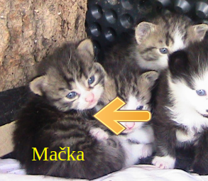 Darujem mačiatko- mačička - 2