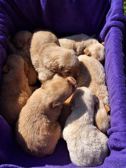 Zlatý retriever - 2