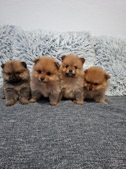 Pomerian Pomeranian oranžový špic - 2
