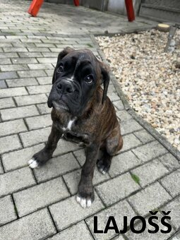 Nemecký boxer šteniatka s PP - 2