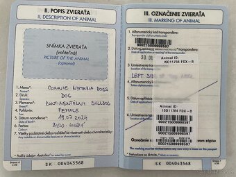 Predám čistokrvnú fenku Kontinentálneho buldoga – Connie - 2
