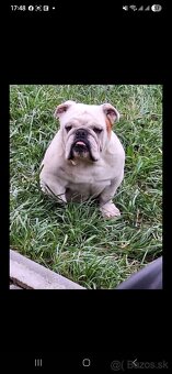 Darujem anglických buldogov - 2