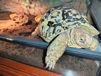 Korytnačka suchozemská - 2