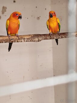 Pár aratinga slnečná - 2