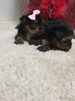 Yorkshirsky teriér, York, Jork - 2