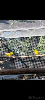 Papagaj horský Lutino - 2