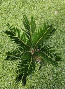 Palma č.15 Cycas - 2