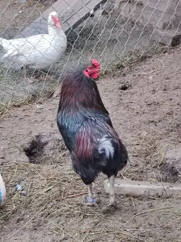 Aktuálne do zmazania araucana kuriatka - 2