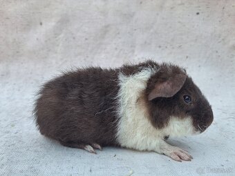 Morčatá US-TEDDY - 2