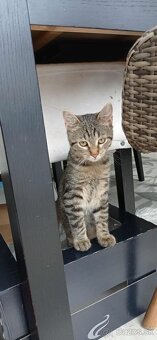 Kocúrik Bruno - 2