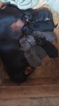 Predám jazvečíkov - 2