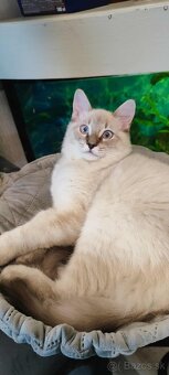 Ragdoll kocúrik bez PP - 2