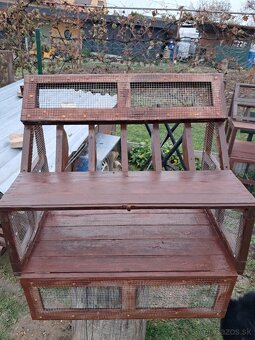 Poštové holuby - 2