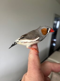 Zebrička austrálska - 2