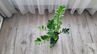Zamiokulkas (Zamioculcas zamiifolia) - 2