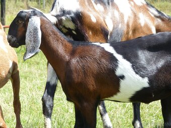 100 % anglonubijská kozička - 2