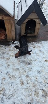 Jazvečík krátkosrtstý - 2