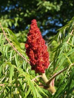 Sumach pálkový Laciniata - 2