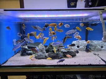 Africké cichlidy - 2