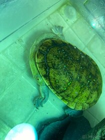 Vodna korytnačka dlhokrčka - 2