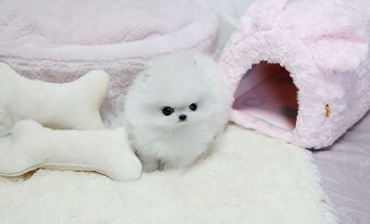 luxusné pomeranian šteniatka - 2