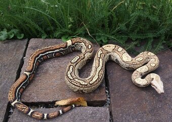Boa imperator - Jungle Ghost het VPI, VPI Jungle - 2