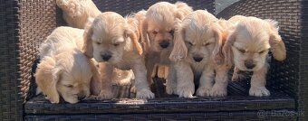 Americky Kokerspaniel-steniatka - 2