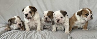 Anglicky Bulldog-steniatka - 2