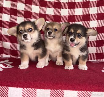 Welsh Corgi Pembroke - 2