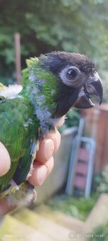 Aratinga Nanday - 2