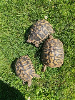 Testudo hermani - 2