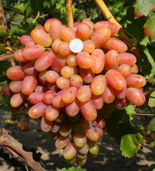 Sadenice viniča - 2