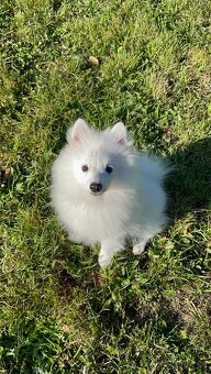 Predám krásneho nemeckého špica😍 - 2