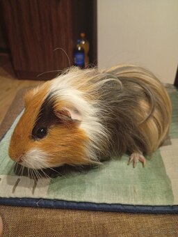 morské prasiatko Silkie (Sheltie) - 2