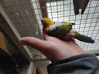 Aratinga slnečná - 2