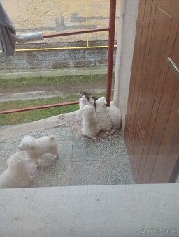 Predám šteniatka - 2