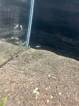 Corydoras pygmaeus - 2
