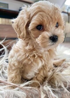 Kúpim Maltipoo alebo Cavapoo - 2