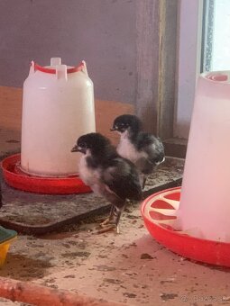 Australorpka 3,5€/ks - 2