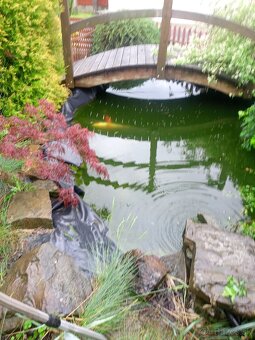 KOI kapre - 2