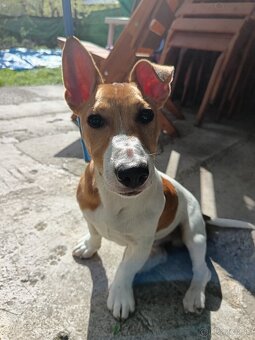 Jack Rassel teriér - 2
