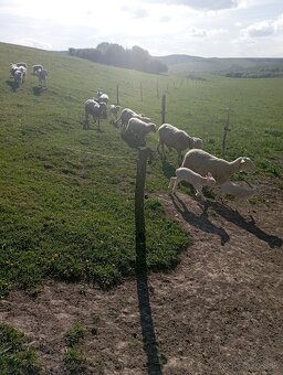 Predaj oviec na registrovanú farmu - 2