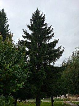 Darujem za odvoz - 2