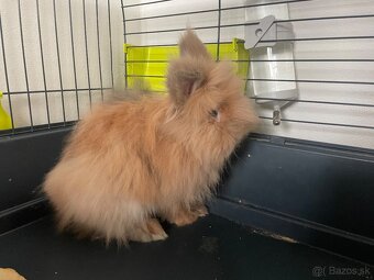 Zakrslý králik - 2