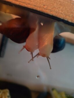 Achatina africké slimáky - 2