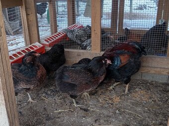 Araukana, araucana - 2