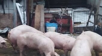 Predám ošípané - 2