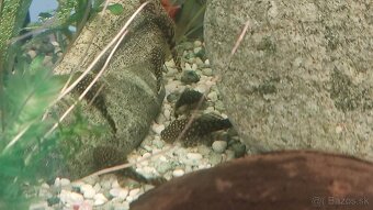 Prídavník,Ancitrus - 2