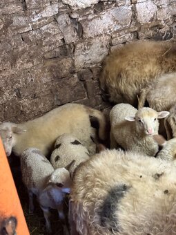 Predám jahňatá - 2